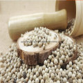 New Crop White Pfeffer, Pfeffer zerkleinert, Peper Powder